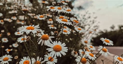 Understanding Toxic Daisies