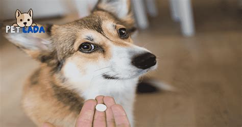 Understanding Trazodone for Dogs