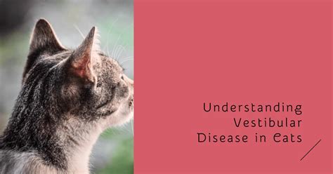 Understanding Vestibular Disease