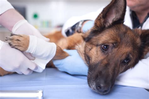 Understanding Veterinary Emergencies