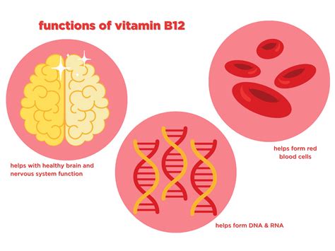 Understanding Vitamin B12 and its Functions