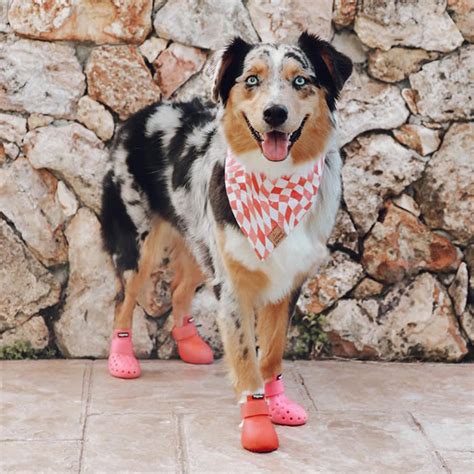 Understanding WagWear Dog Crocs: