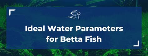 Understanding Water Parameters: A Foundation for Betta Health