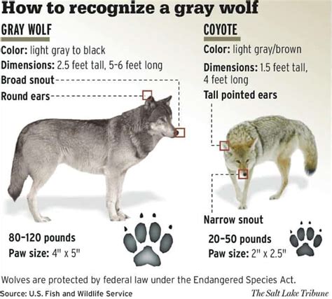 Understanding Wolf Grey 13