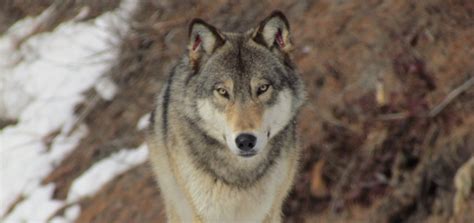 Understanding Wolves' Behavior