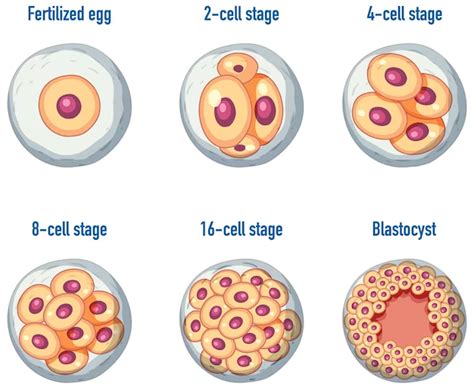 Understanding Yeast Infections: The Basics