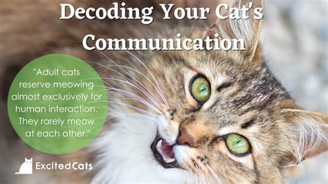 Understanding Your Cat's Meows