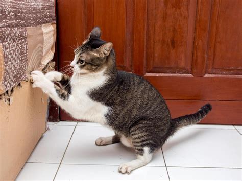 Understanding Your Cat's Scratching Behavior