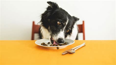 Understanding Your Dog's Nutritional Requirements