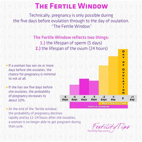 Understanding Your Fertile Window