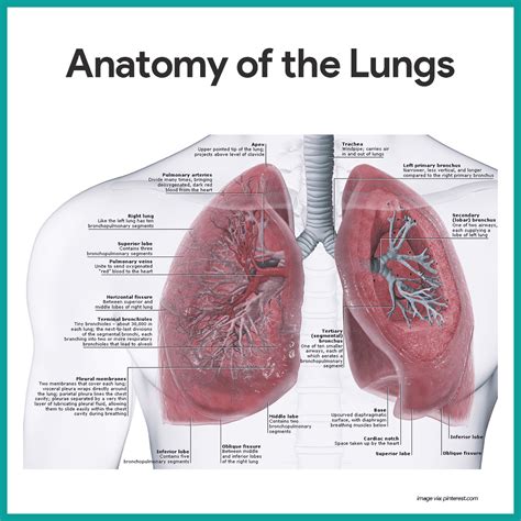 Understanding Your Lungs