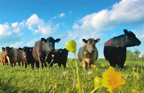 Understanding Your Pasture Needs