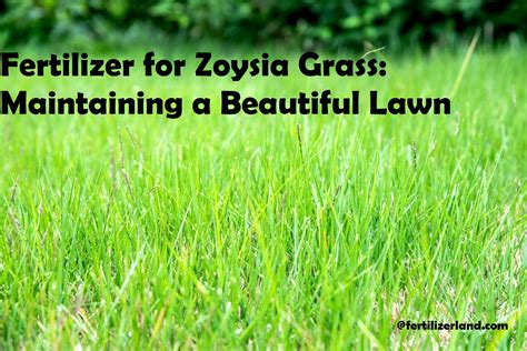 Understanding Zoysia Grass Nutrient Requirements