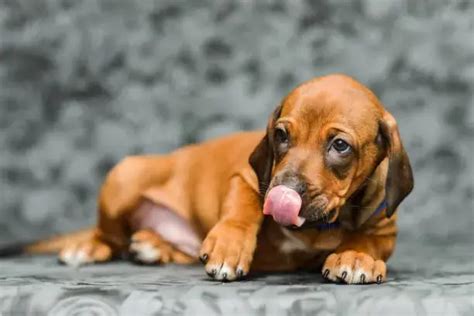 Understanding and Addressing Dog Coughing and Gagging: A Comprehensive Guide