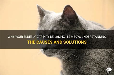 Understanding and Caring for Your Elderly Cat: Why They Meow Constantly and How to Help