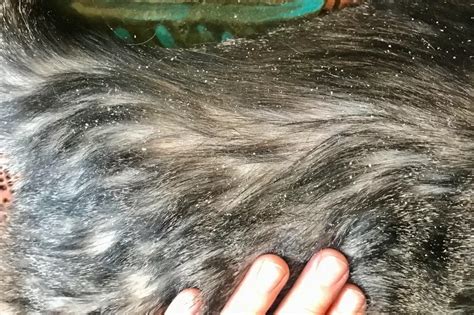 Understanding and Effectively Managing Cat Dandruff: A Comprehensive Guide