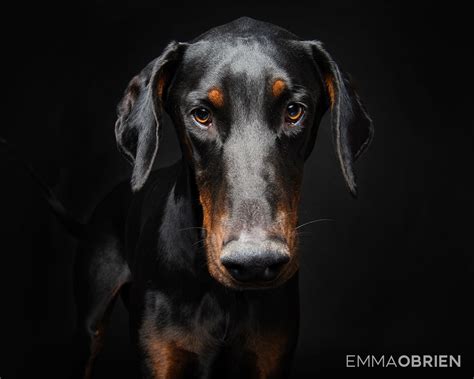 Understanding and Mastering the Art of Cora Doberman Studio Photography