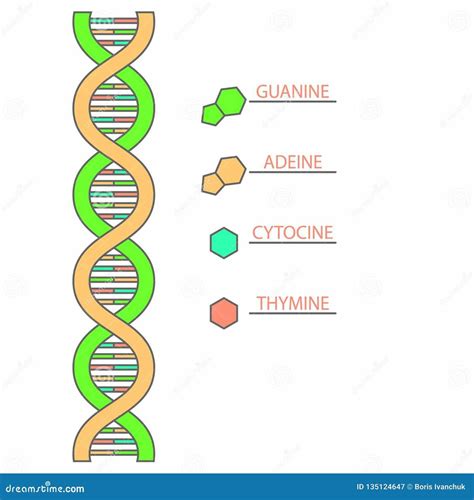 Understanding the ASICS DNA