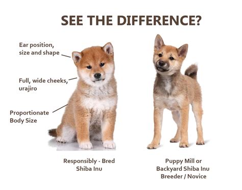 Understanding the Allure of Puppy Shibas