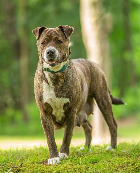 Understanding the American Staffordshire Terrier