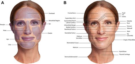 Understanding the Anatomic Proportions of a Large Forehead