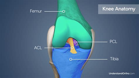 Understanding the Anatomy of ACL Bearings