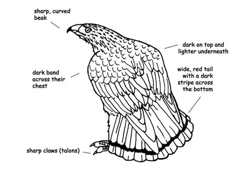 Understanding the Anatomy of a Hawk