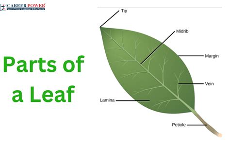 Understanding the Anatomy of a Leaf