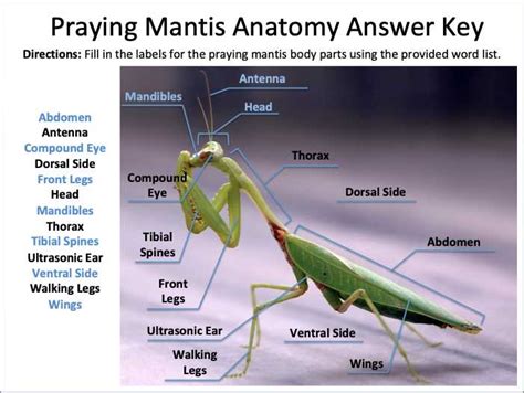 Understanding the Anatomy of a Mantis