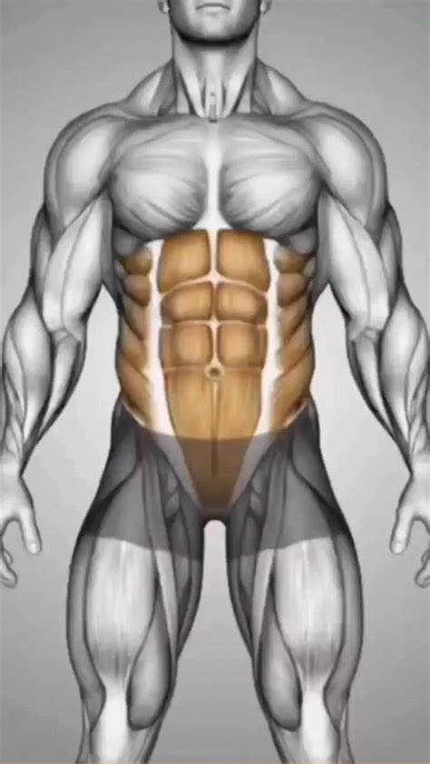 Understanding the Anatomy of a Six-Pack