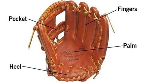 Understanding the Anatomy of a Softball Glove