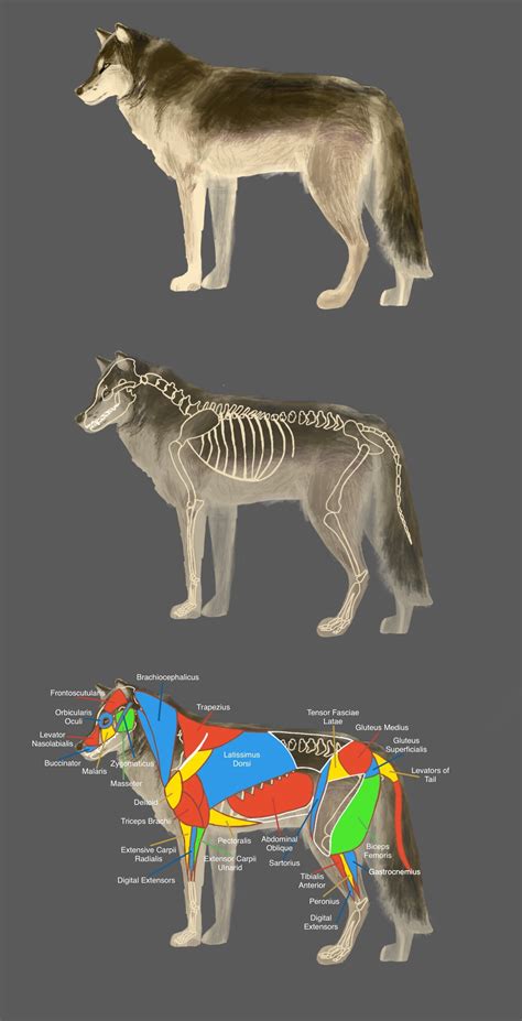 Understanding the Anatomy of a Wolf