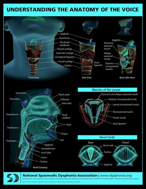 Understanding the Anatomy of the Voice