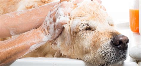 Understanding the Benefits of Oatmeal Shampoos for Dogs