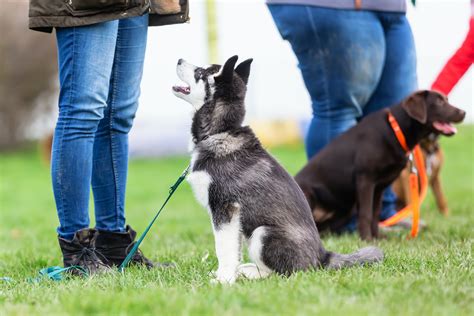 Understanding the Benefits of Puppy Training