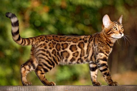 Understanding the Bengal Cat Breed