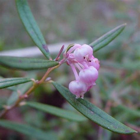 Understanding the Bog Rosemary