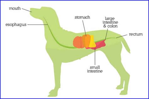 Understanding the Canine Digestive System