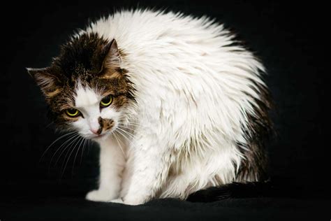 Understanding the Causes and Consequences of Feline Shivering