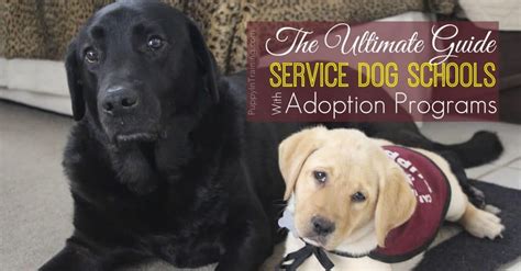 Understanding the Challenges of Service Dog Adoption