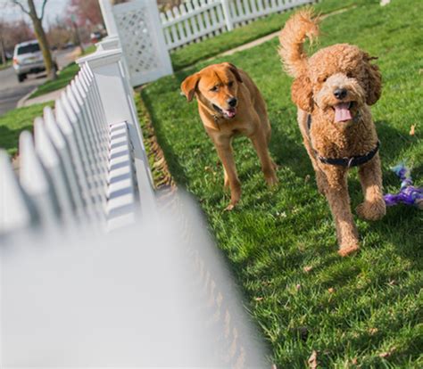 Understanding the Challenges of Small Dogs with Traditional Fences
