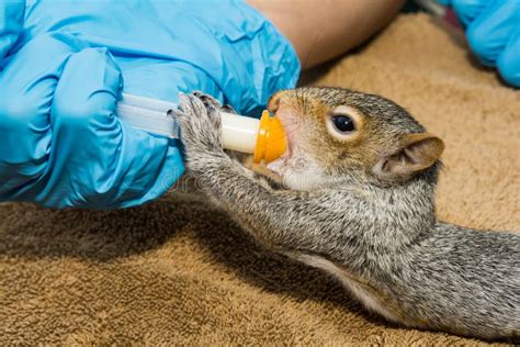 Understanding the Challenges of Squirrel Rehabilitation