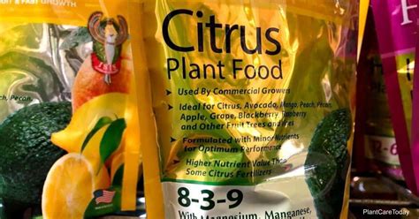 Understanding the Citrus Fertilization Cycle