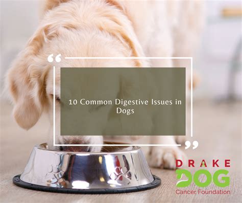 Understanding the Common Causes of Digestive Problems in Dogs