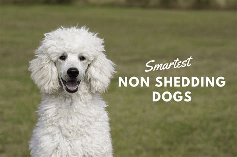 Understanding the Concept of Non-Shedding Dogs