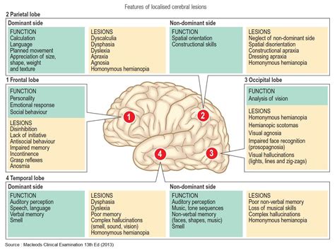 Understanding the Cranial Lobe: Functions, Deficits, and Clinical Implications