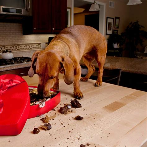 Understanding the Dangers of White Chocolate for Dogs