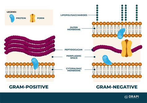 Understanding the Difference: Grams vs. Mills