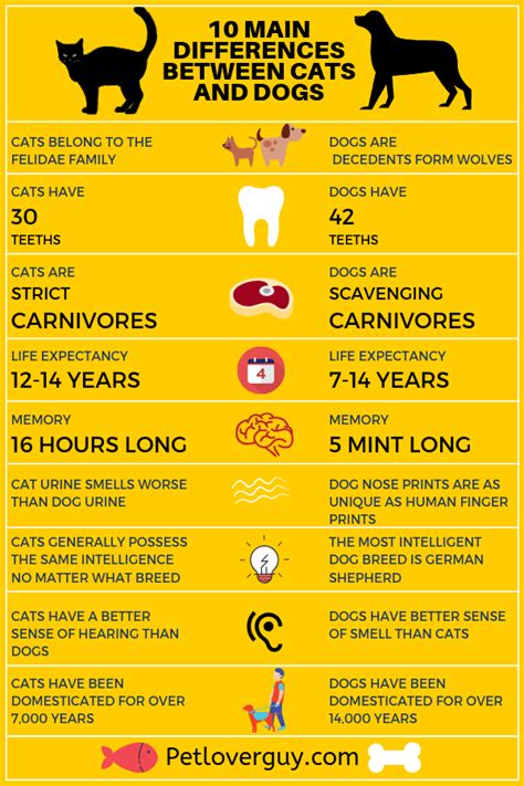 Understanding the Differences between Cats and Dogs