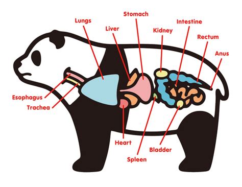 Understanding the Digestive System of Giant Pandas